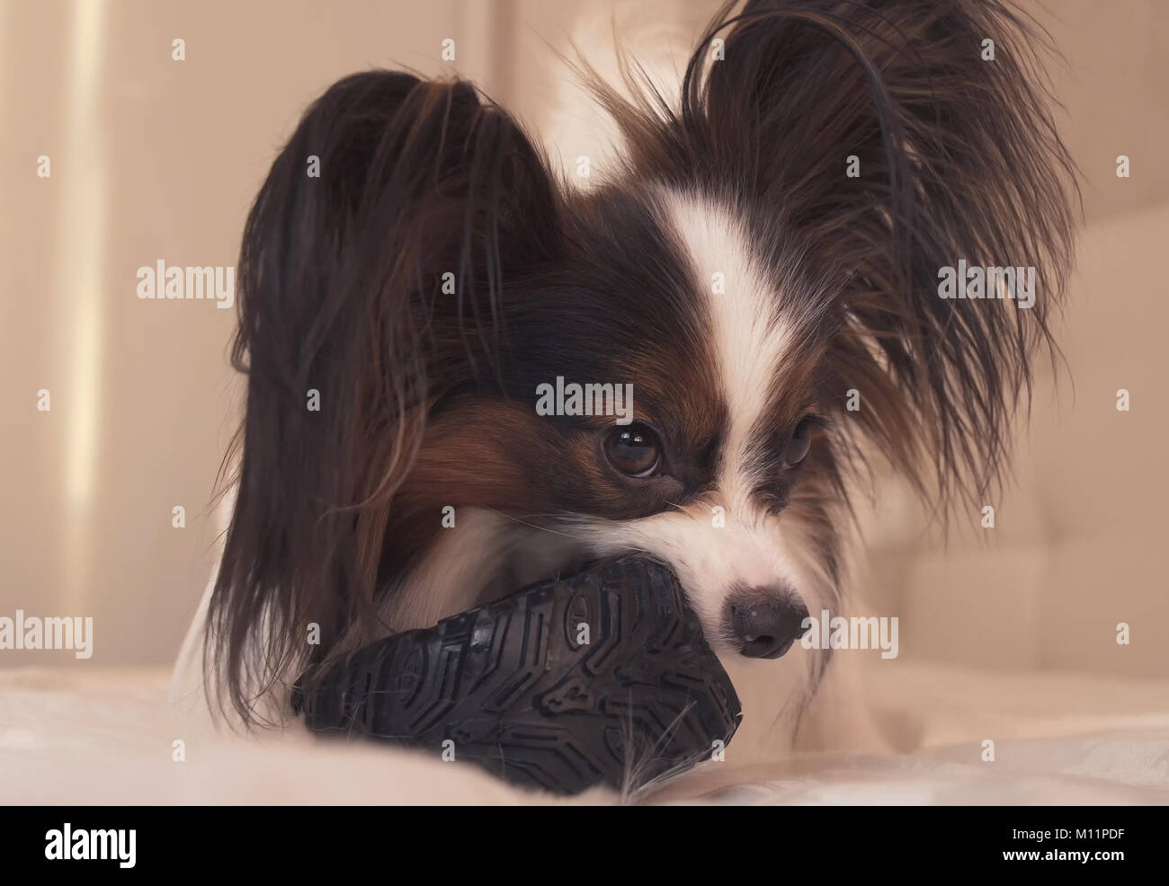 Junge Hunde Rassen Papillon, Continental Toy Spaniel nagt Gummireifen - Ein Fun reifen Wechsler Stockfoto