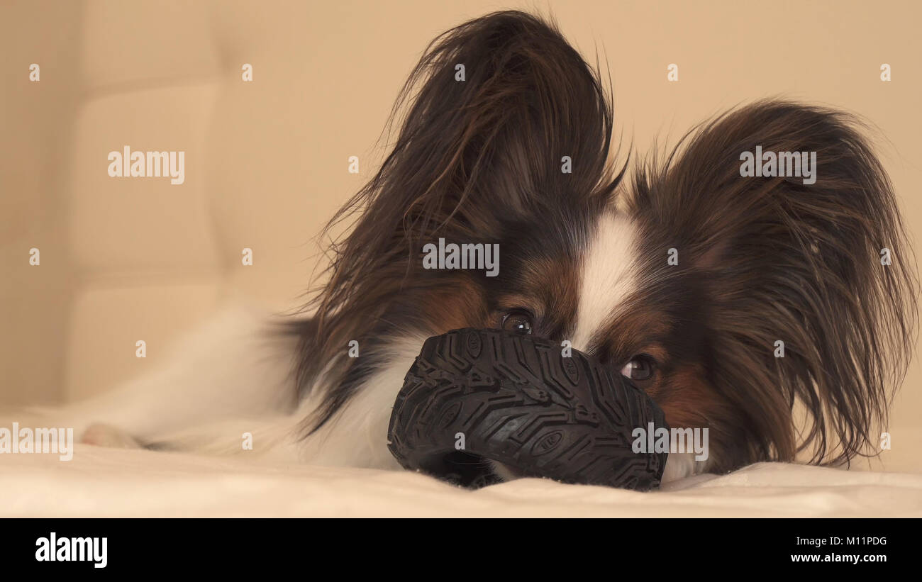 Junge Hunde Rassen Papillon, Continental Toy Spaniel nagt Gummireifen - Ein Fun reifen Wechsler Stockfoto
