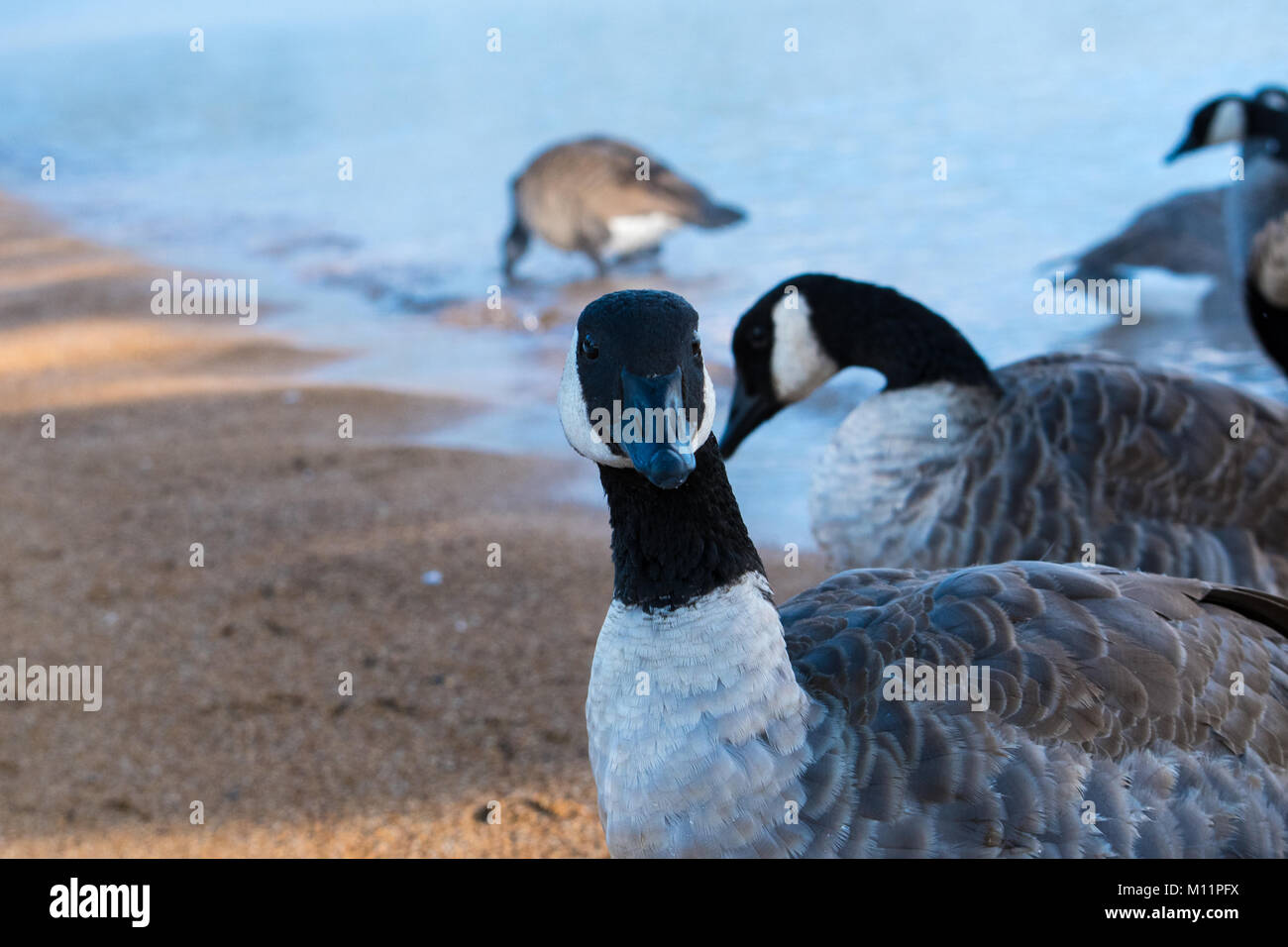 Gans gerade an der Kamera mit anderen Gänse und See im Hintergrund. Die Lage ist auf Zepher Cove, South Lake Tahoe, NV. Stockfoto
