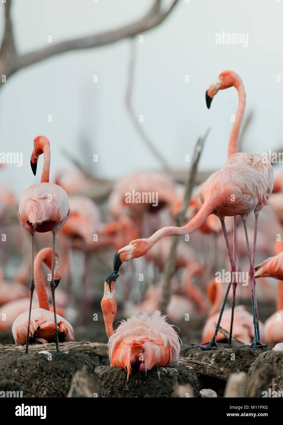 Kolonie der Karibischen Flamingo auf den Nestern. Rio Maximo, Camaguey, Kuba. Stockfoto