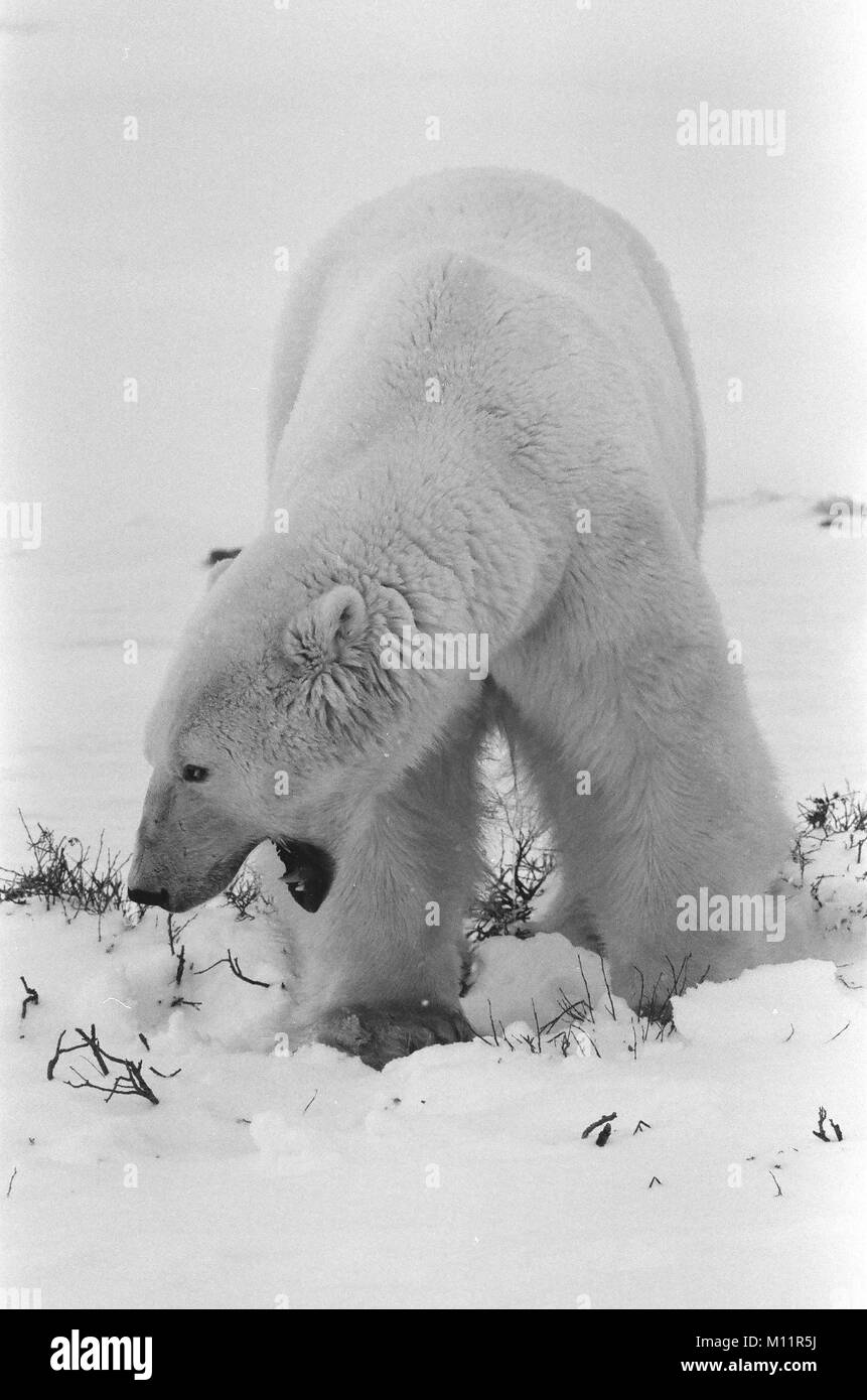 Schwarz-weiß-Porträt einer Gähnen Eisbär. Schließen Sie ein Portrait eines Eisbären. Kanada Stockfoto