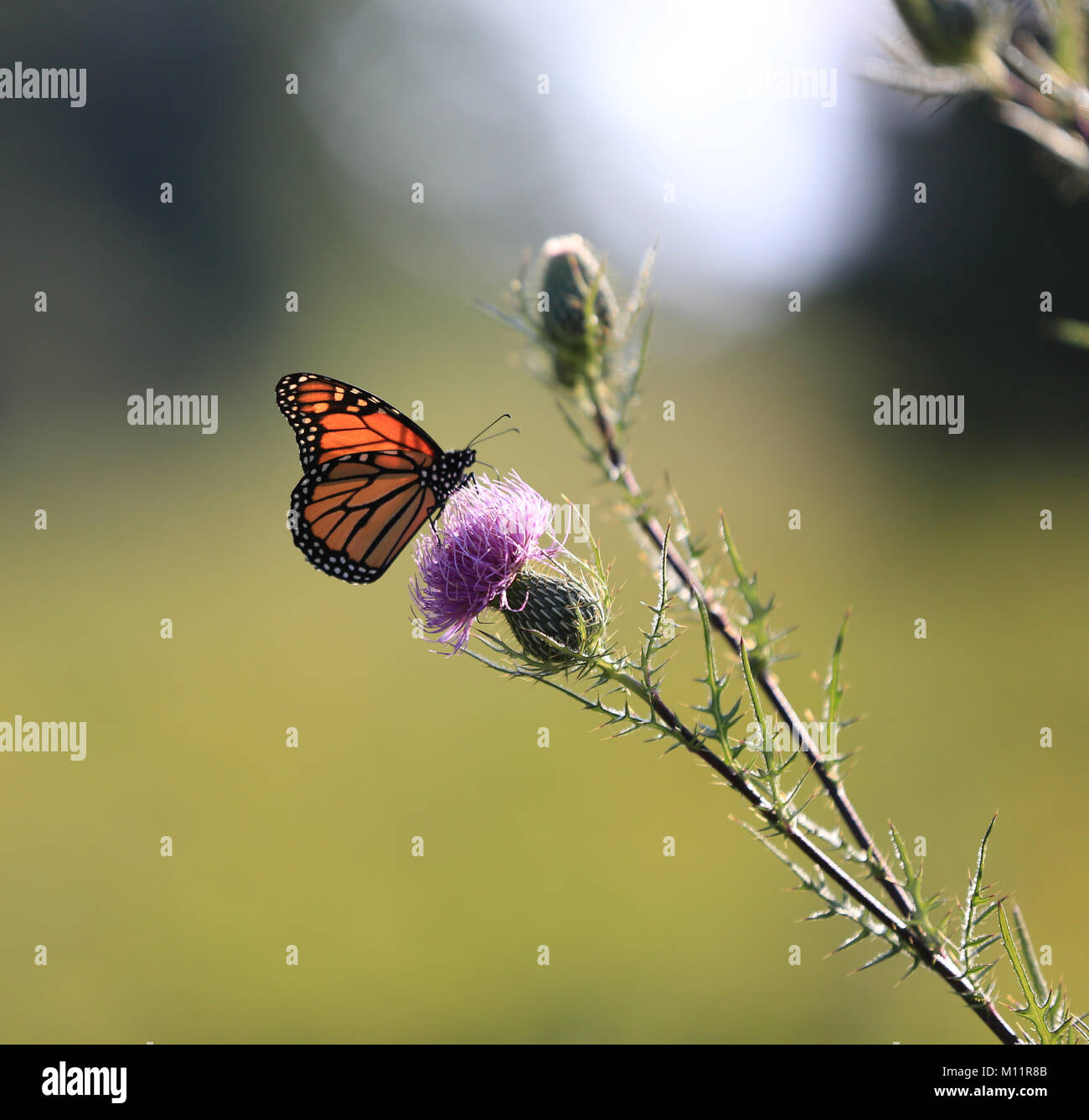 Bunte monarch butterfly sammeln Nektar Stockfoto