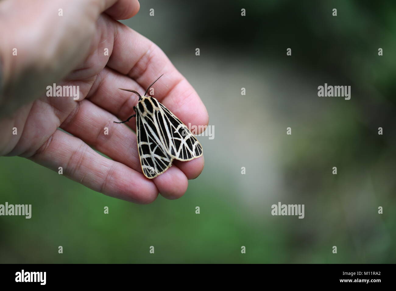 Parthenice Tiger Moth Stockfoto