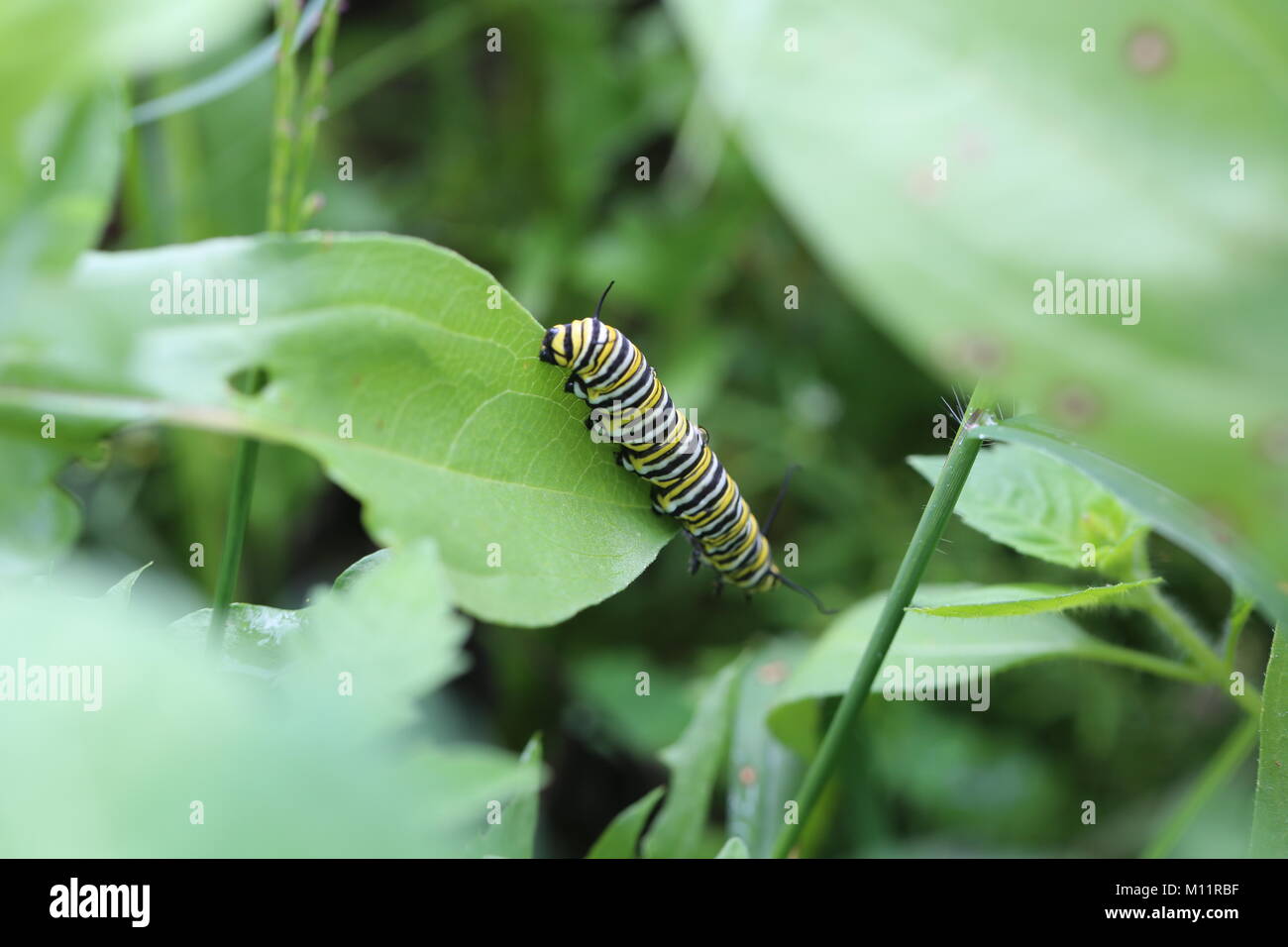 Monarch Raupe Stockfoto