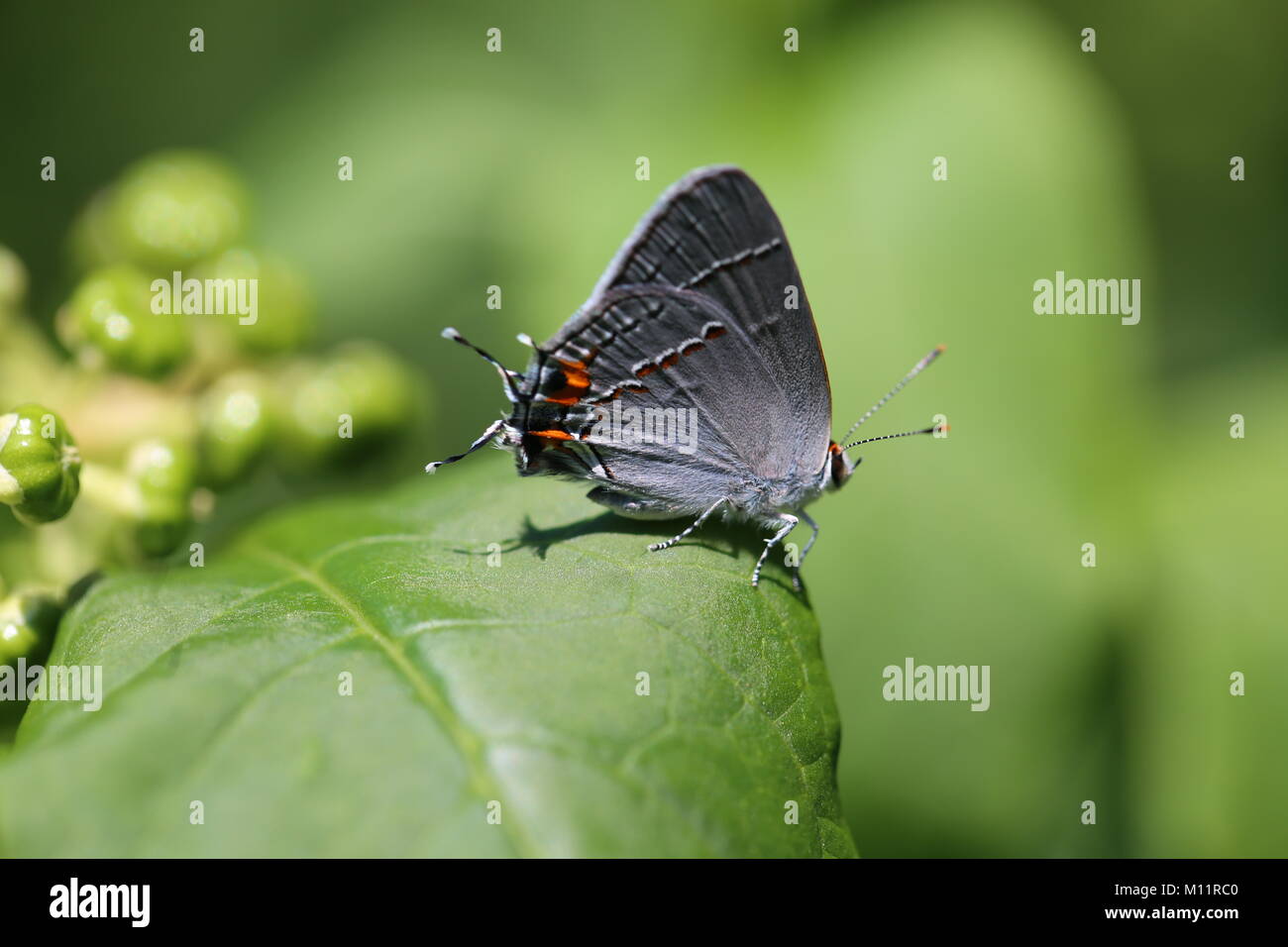 Grau hairstreak Butterlfy Stockfoto