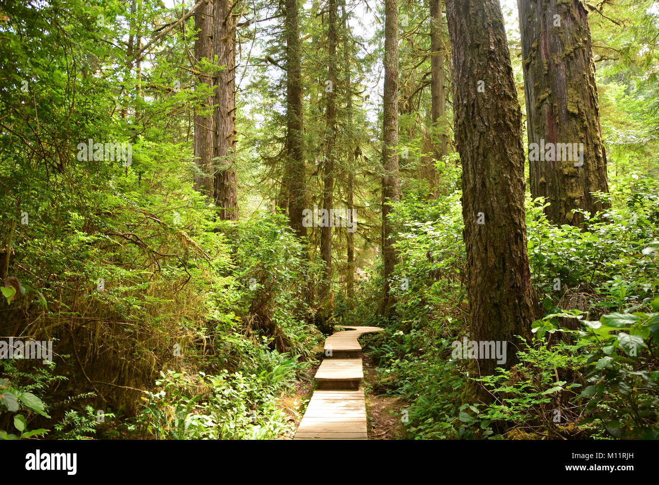 Wundersame Weg durch üppigen Regenwald, Kanada (Vancouver Island) Stockfoto