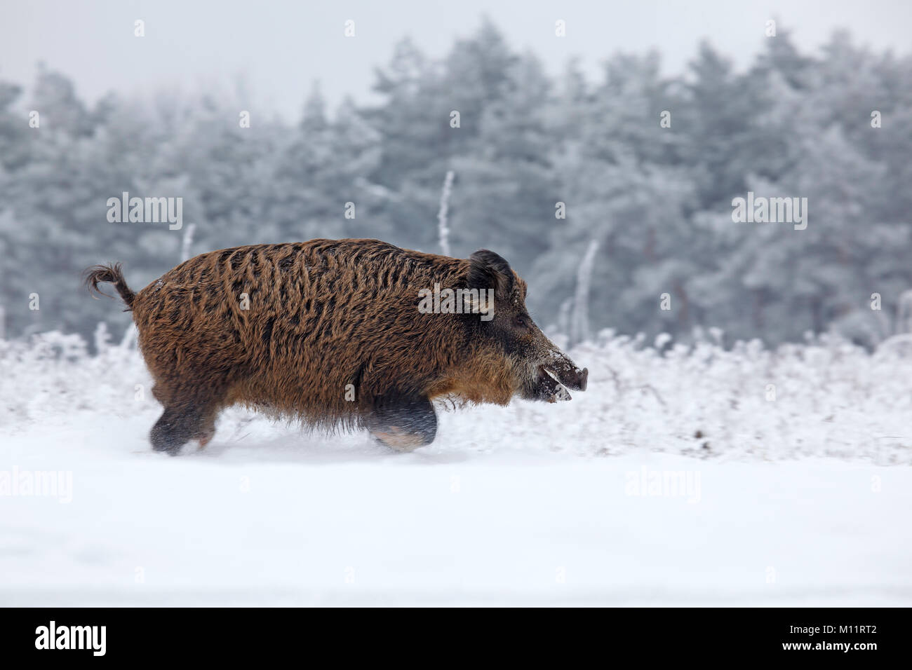 Wildschwein läuft im Schnee Stockfoto