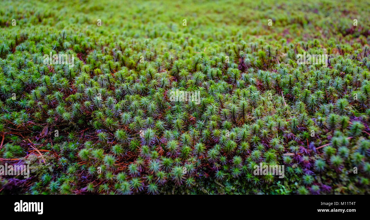 Common haircap Moss (Polytrichum commune) im Frühling. Stockfoto
