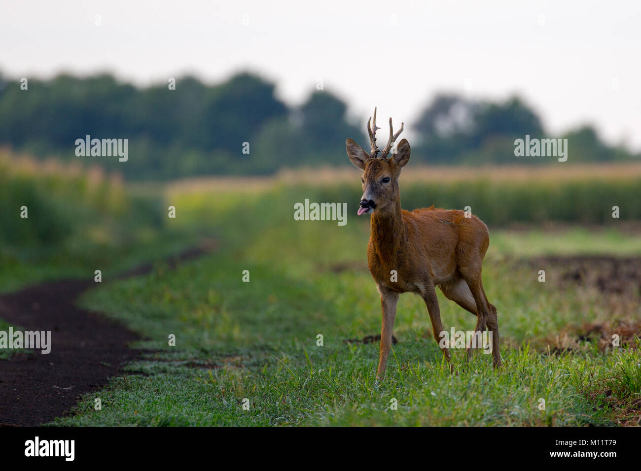 Europäische roe Stockfoto