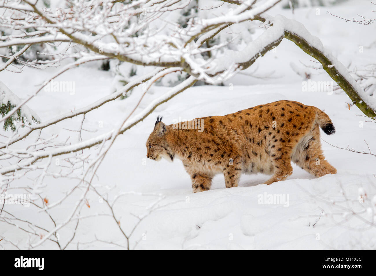 Eurasischen Luchs (Lynx lynx) in den Schnee in die tiergehege im Nationalpark Bayerischer Wald, Bayern, Deutschland. Stockfoto
