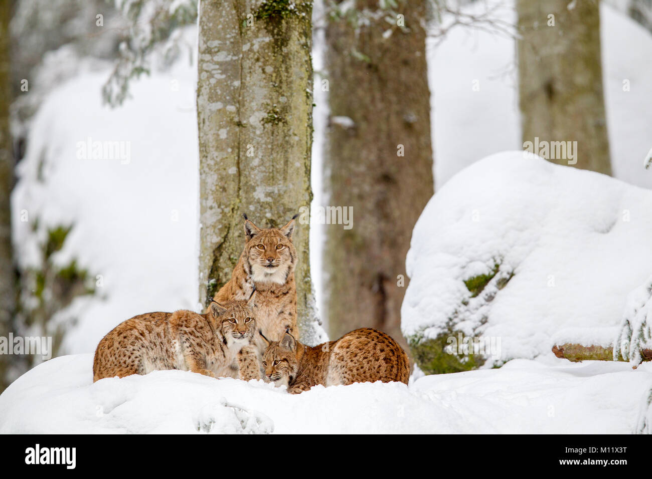 Eurasischen Luchs (Lynx lynx) Familie, Mutter mit zwei Kätzchen, die in den Schnee in die tiergehege im Nationalpark Bayerischer Wald, Bayern, Deutschland. Stockfoto