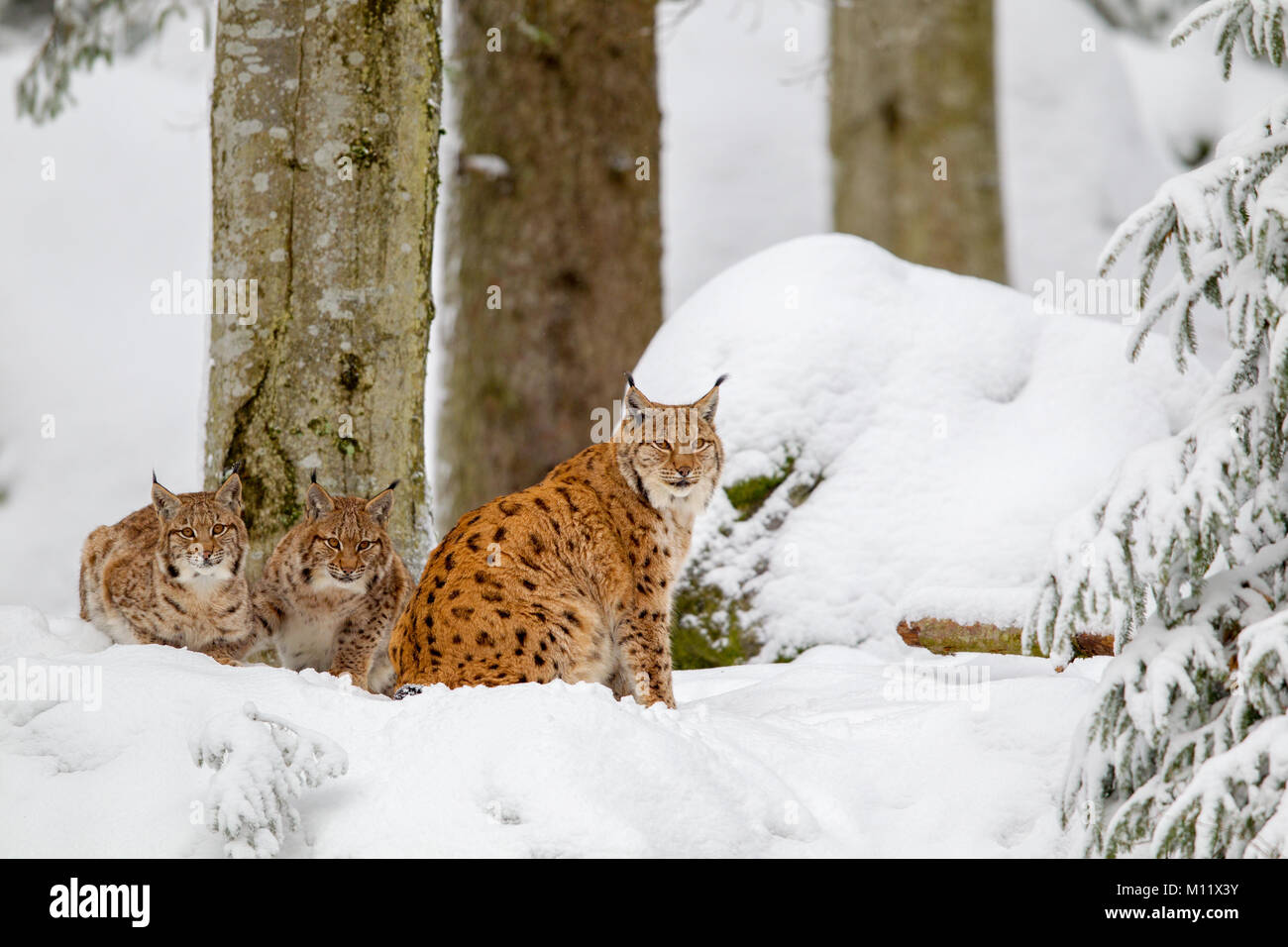 Eurasischen Luchs (Lynx lynx) Familie, Mutter mit zwei Kätzchen, die in den Schnee in die tiergehege im Nationalpark Bayerischer Wald, Bayern, Deutschland. Stockfoto