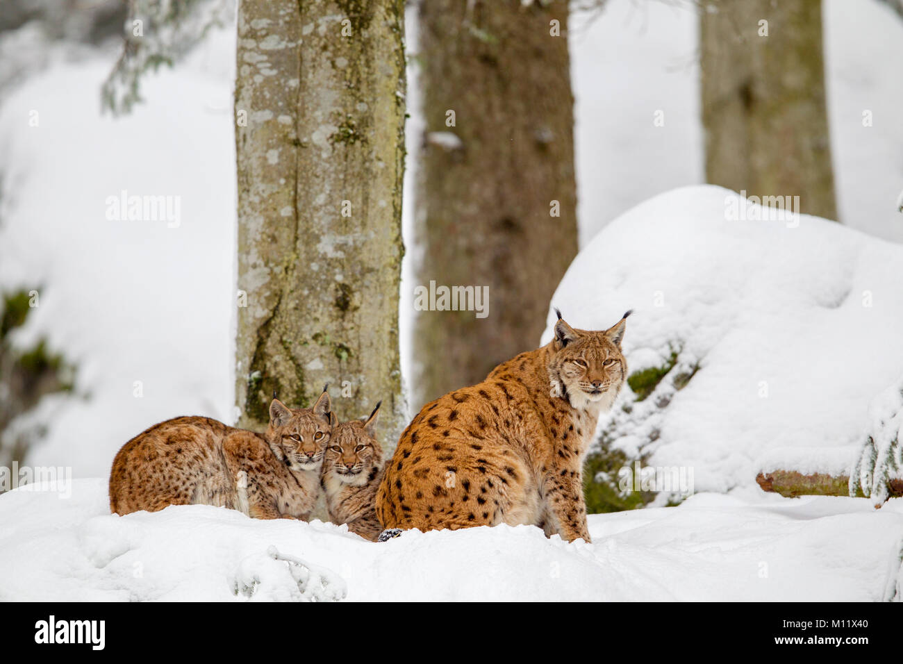 Eurasischen Luchs (Lynx lynx) Familie, Mutter mit zwei Kätzchen, die in den Schnee in die tiergehege im Nationalpark Bayerischer Wald, Bayern, Deutschland. Stockfoto