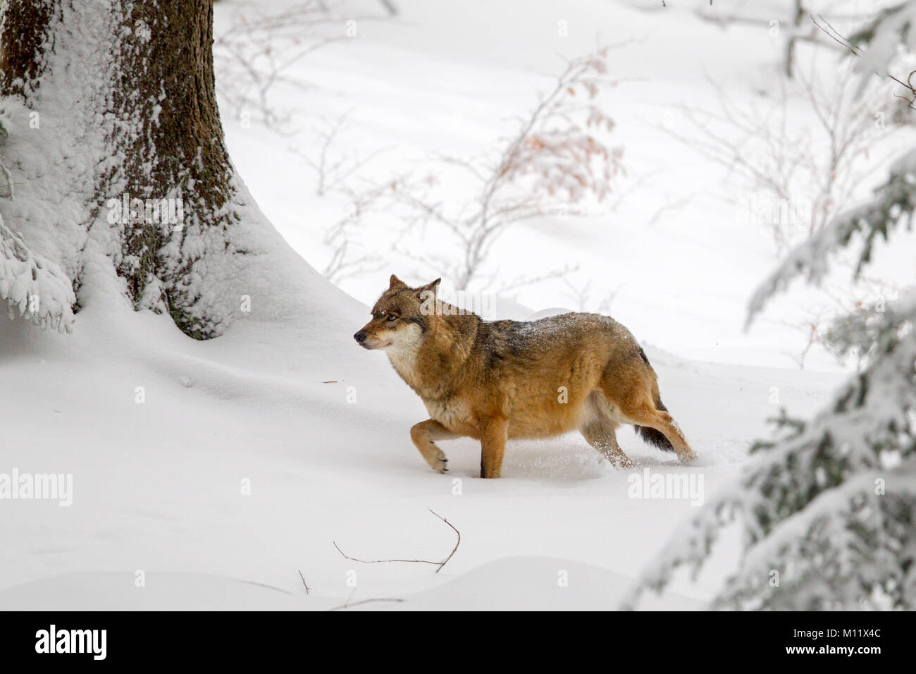 Wolf (Canis lupus) in den Schnee in die tiergehege im Nationalpark Bayerischer Wald, Bayern, Deutschland. Stockfoto