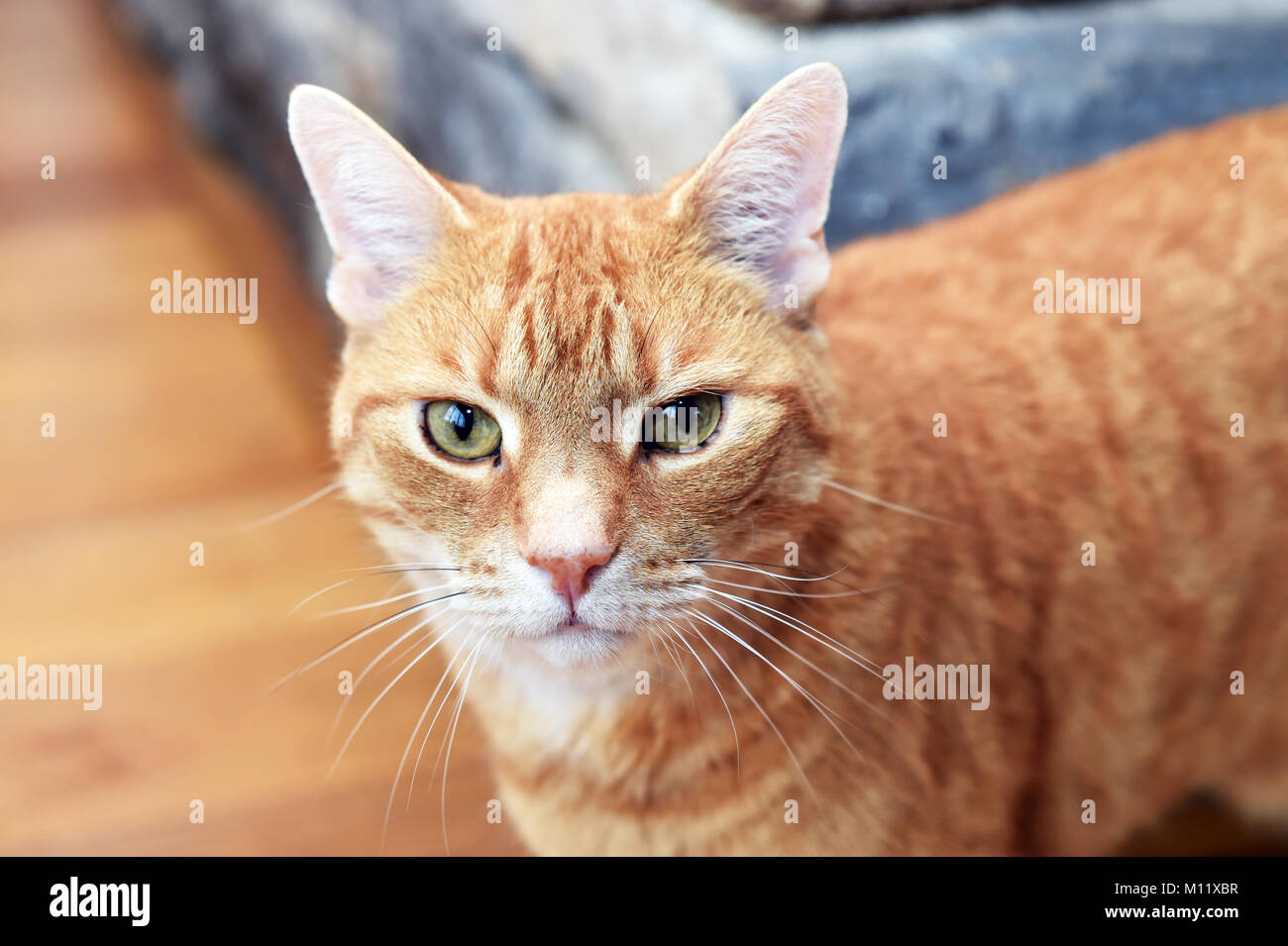 Ingwer Katze in einem inländischen Haus Stockfoto