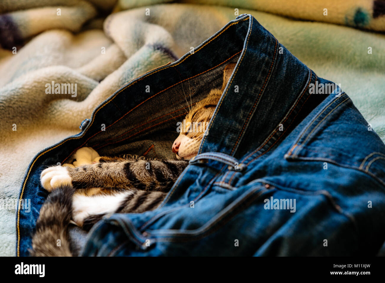 Eine entzückende Kätzchen schlafen in someones Blue Jeans auf einem Bett. Stockfoto