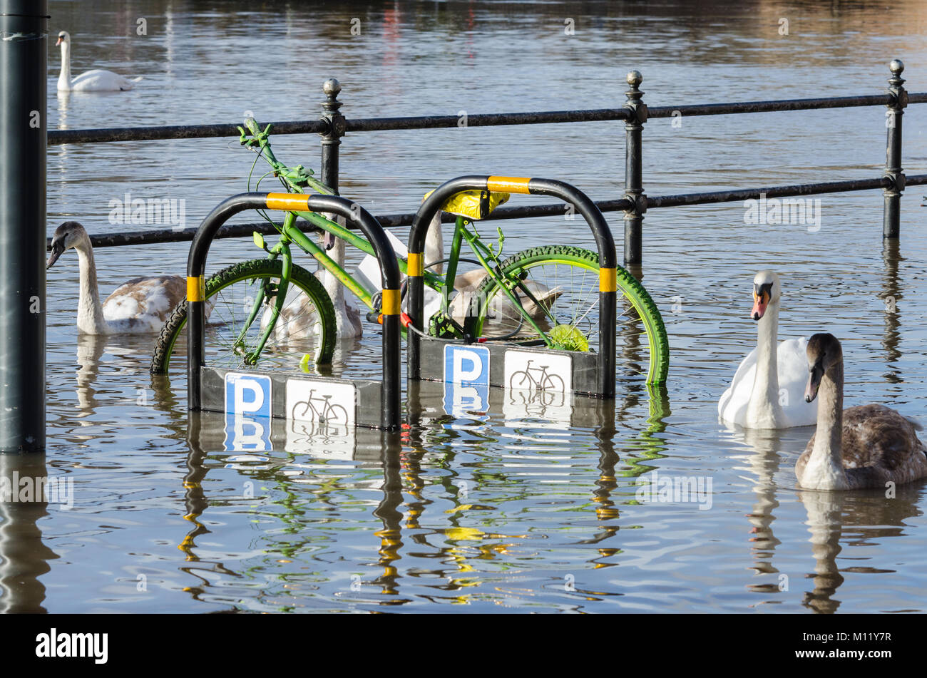 Resident Schwäne machen Sie das Beste aus den überschwemmten Ufer in Worcester wie der Fluss Severn Wasserspiegel steigt. Stockfoto