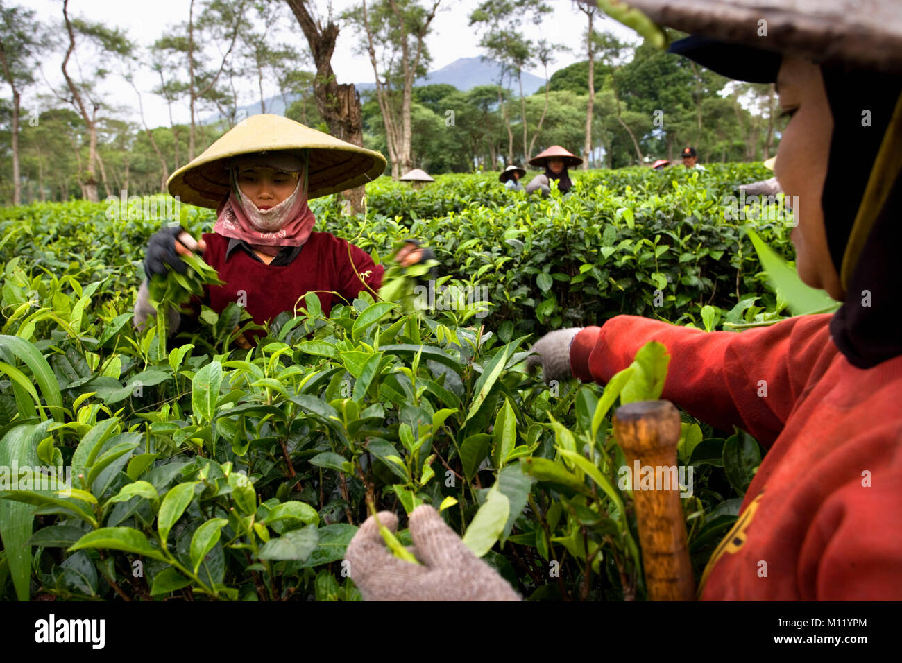 Indonesien. Lawang. Insel: Java. Wonosari Tee Immobilien. Frauen Kommissionierung Teeblätter auf der Plantage. Stockfoto