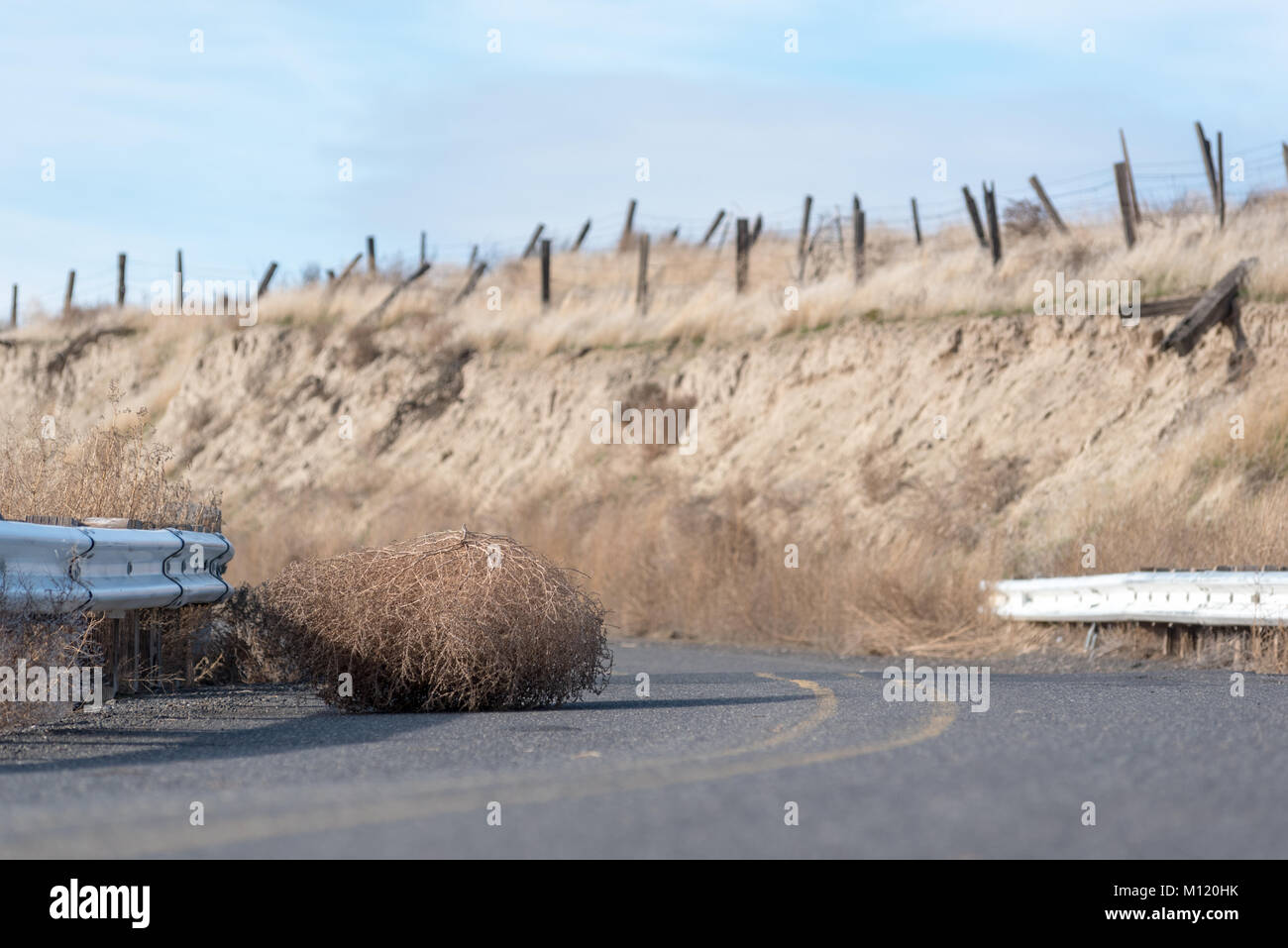 Tumbleweed auf dem Rieth Straße in ländlichen östlichen Oregon. Stockfoto