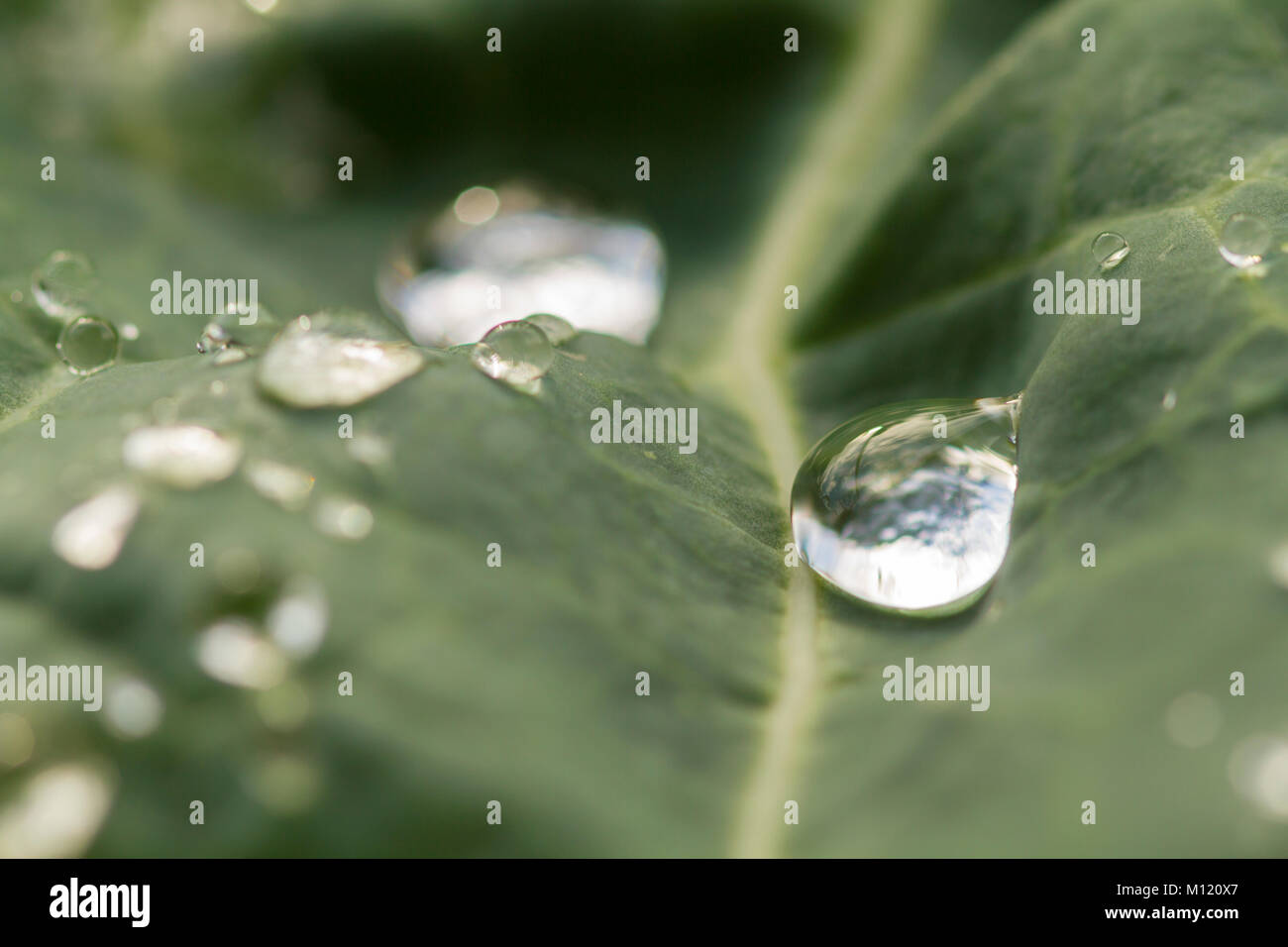 Tropfen Wasser in einem Kohlblatt Stockfoto