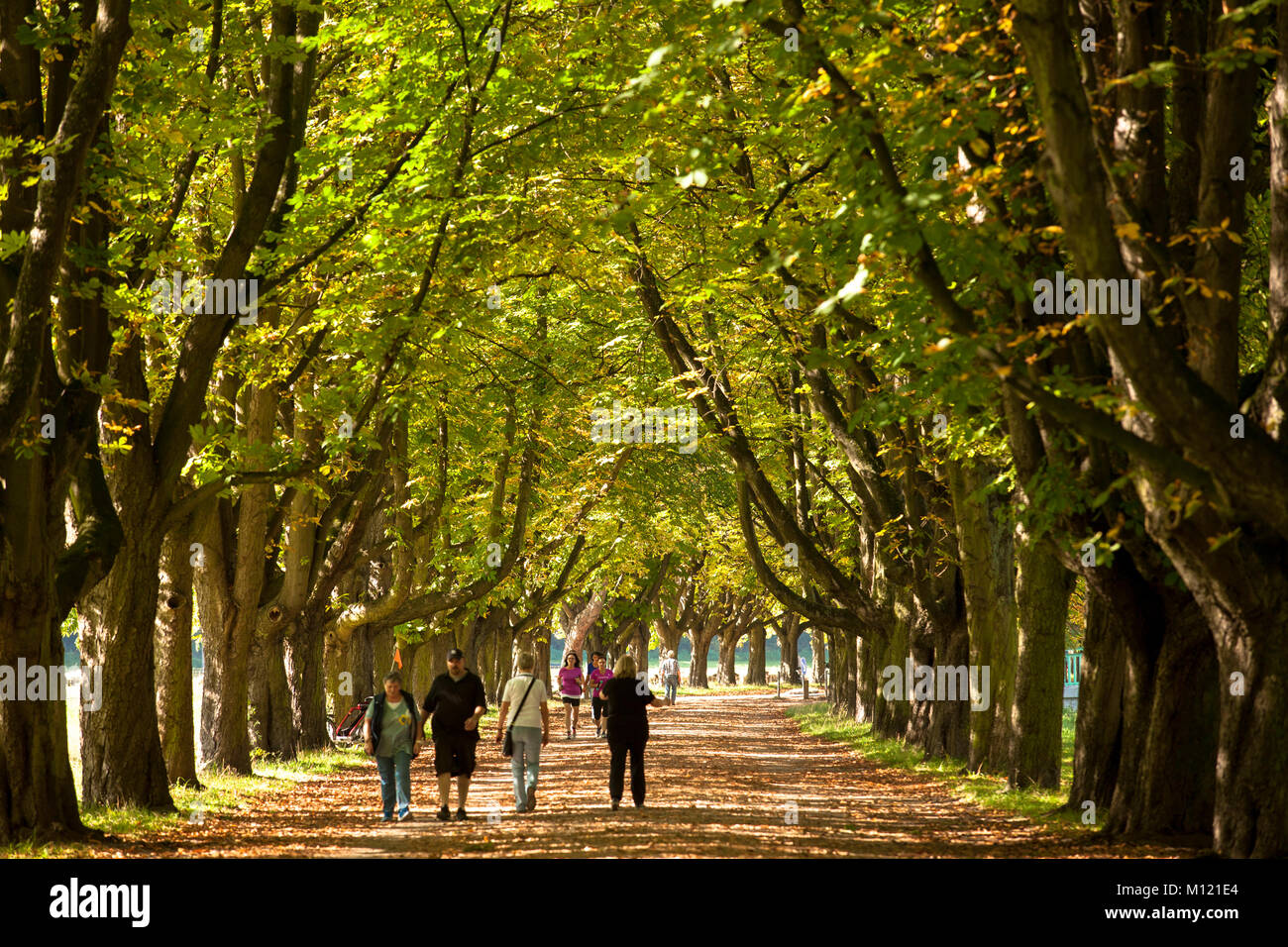 Deutschland, Köln, Kastanien gesäumten Allee der Stadt Wald in der Nähe von Deckstein Teich. Deutschland, Koeln, Kastanienallee am Decksteiner Weiher im Stadtwal Stockfoto