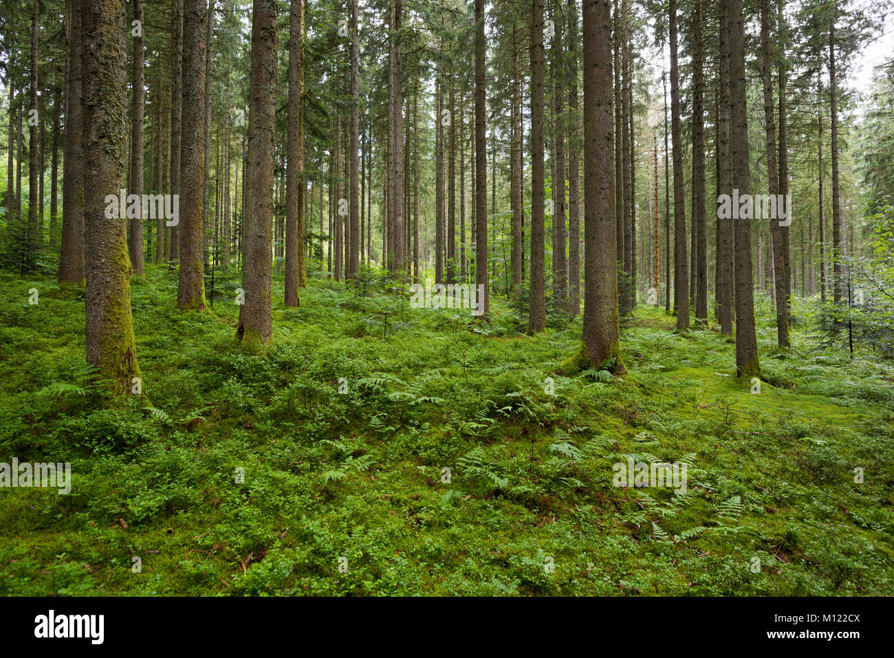 Nadelwald im Sommer mit Moos und Farnen, in der Nähe von St. Märgen, Schwarzwald, Baden-Württemberg, Deutschland Stockfoto