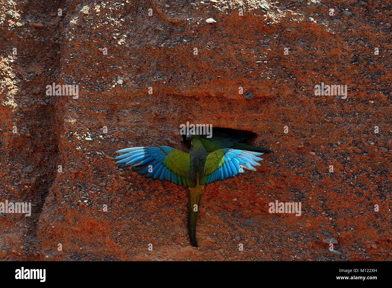 Grabende Papageien (Cyanoliseus patagonus), ein Paar, in der Nähe der Zucht Burrow, Quebrada de las Conchas, in der Nähe von Cafayate Stockfoto