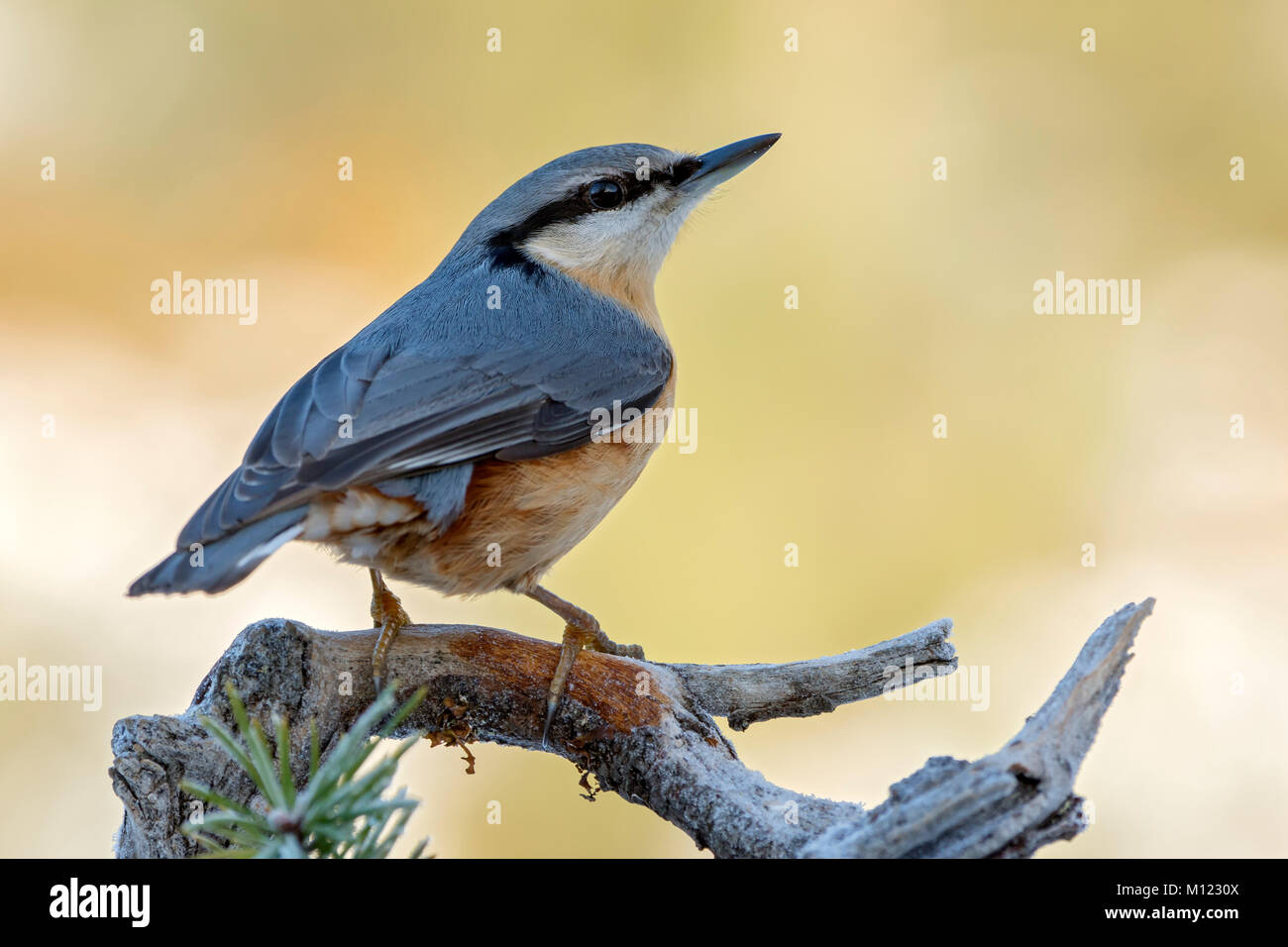 Eurasischen Kleiber (Sitta europaea), sitzt auf Zweig mit Raureif, Tirol, Österreich Stockfoto