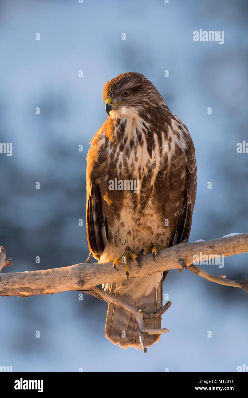 Steppe Mäusebussard (Buteo buteo) auf dem Ast, Tirol, Österreich Stockfoto