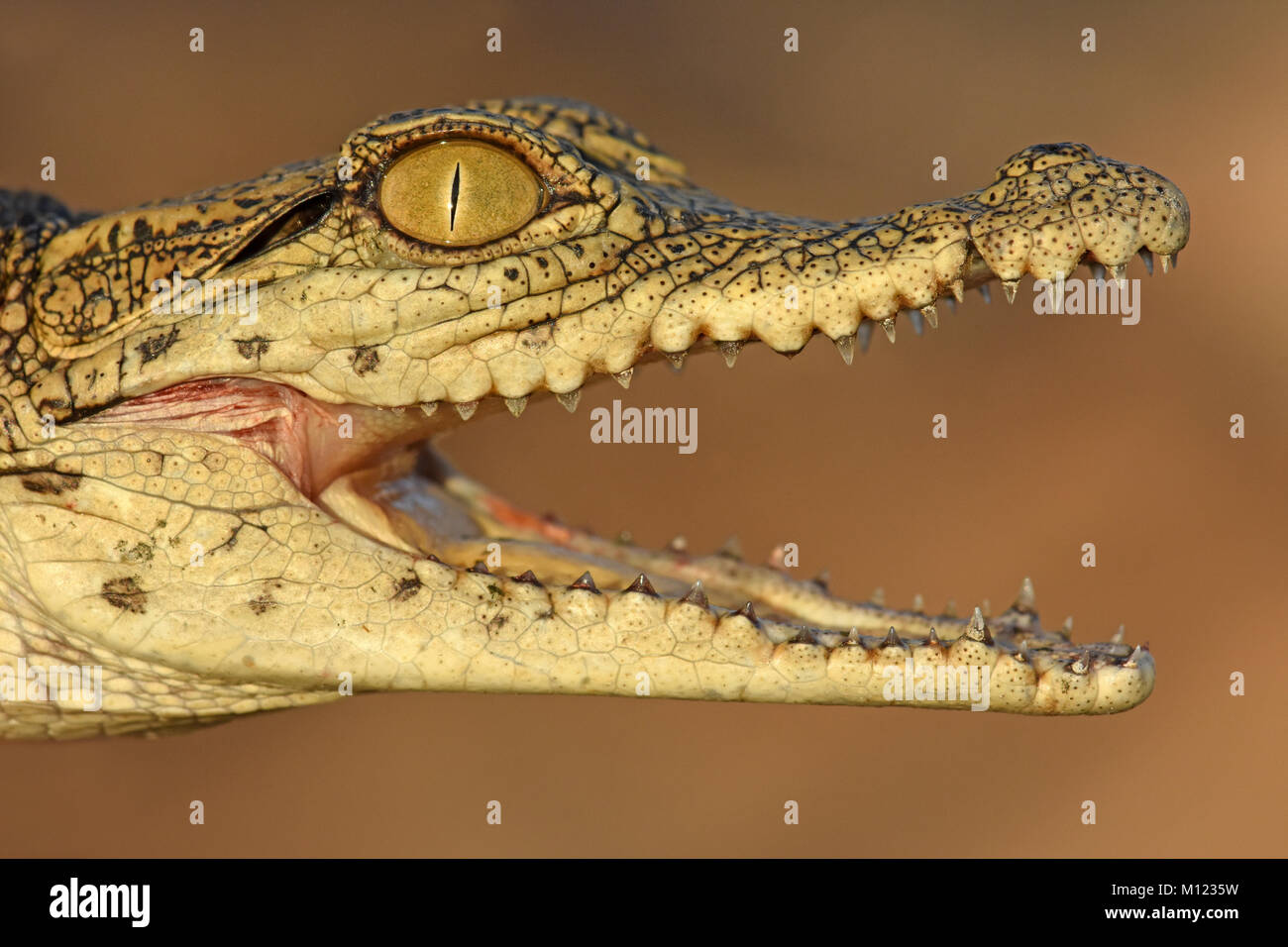 Das junge Nil-Krokodil hat den Mund geöffnet Stockfoto