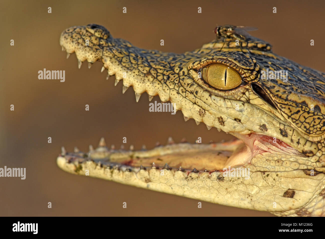 Das junge Nil-Krokodil hat den Mund geöffnet Stockfoto