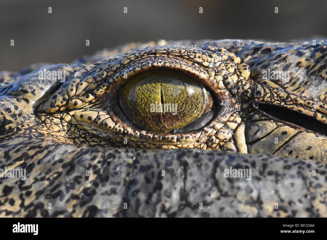 Nil-Krokodil-Auge Stockfoto