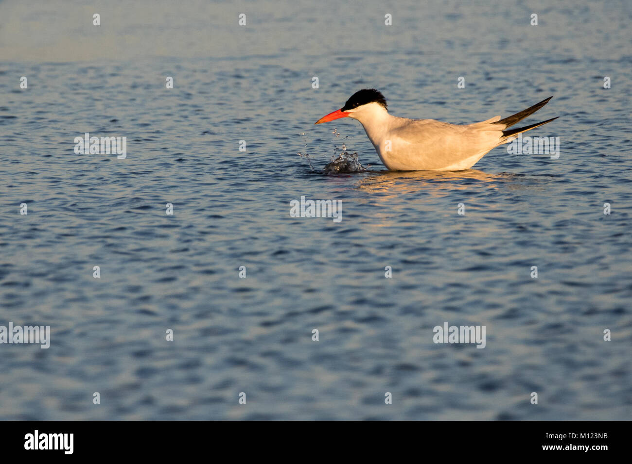 Raubseeschwalbe Ruhen Stockfoto