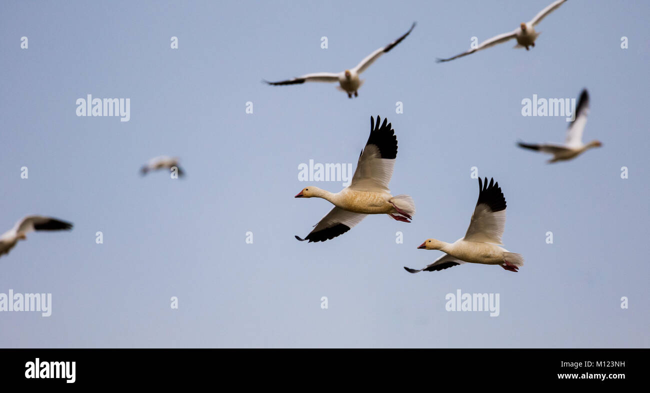 Schneegänse fliegen Stockfoto