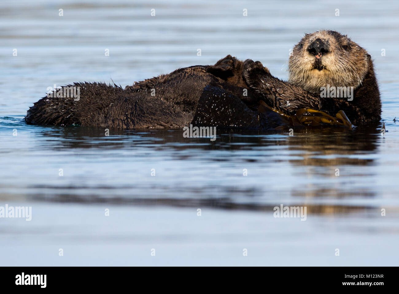 Eine entspannte Sea Otter Stockfoto