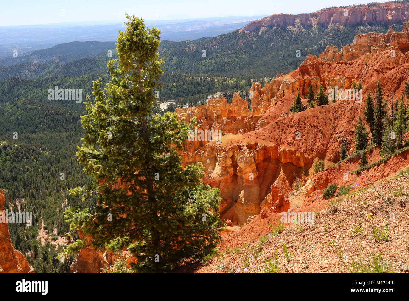 Eine Ansicht von 8904 "Ponderosa Punkt der Ponderosa im Bryce Canyon National Park, UT Stockfoto