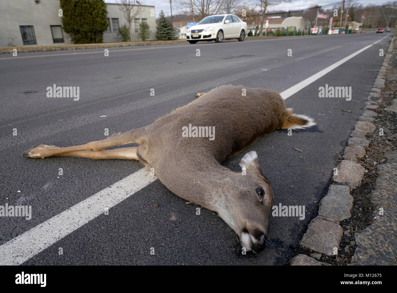 Eine geschlossene bis auf ein totes Reh von einem Auto am Straßenrand liegen mit vorbeifahrenden Autos im Hintergrund schlagen. New Providence. New Jersey USA Stockfoto