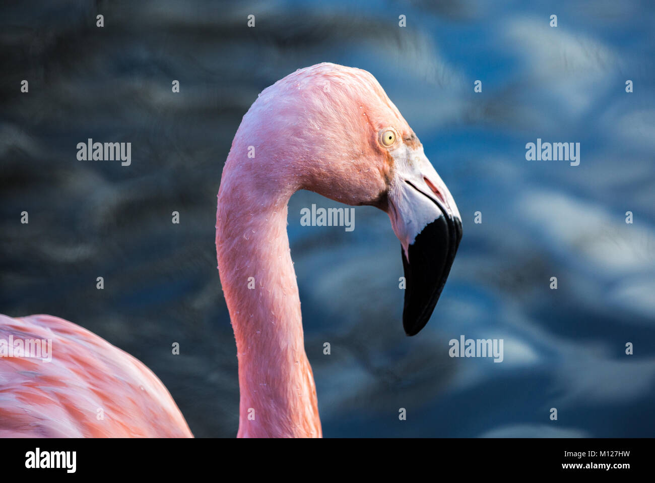 Einzigen Flamingo Stockfoto