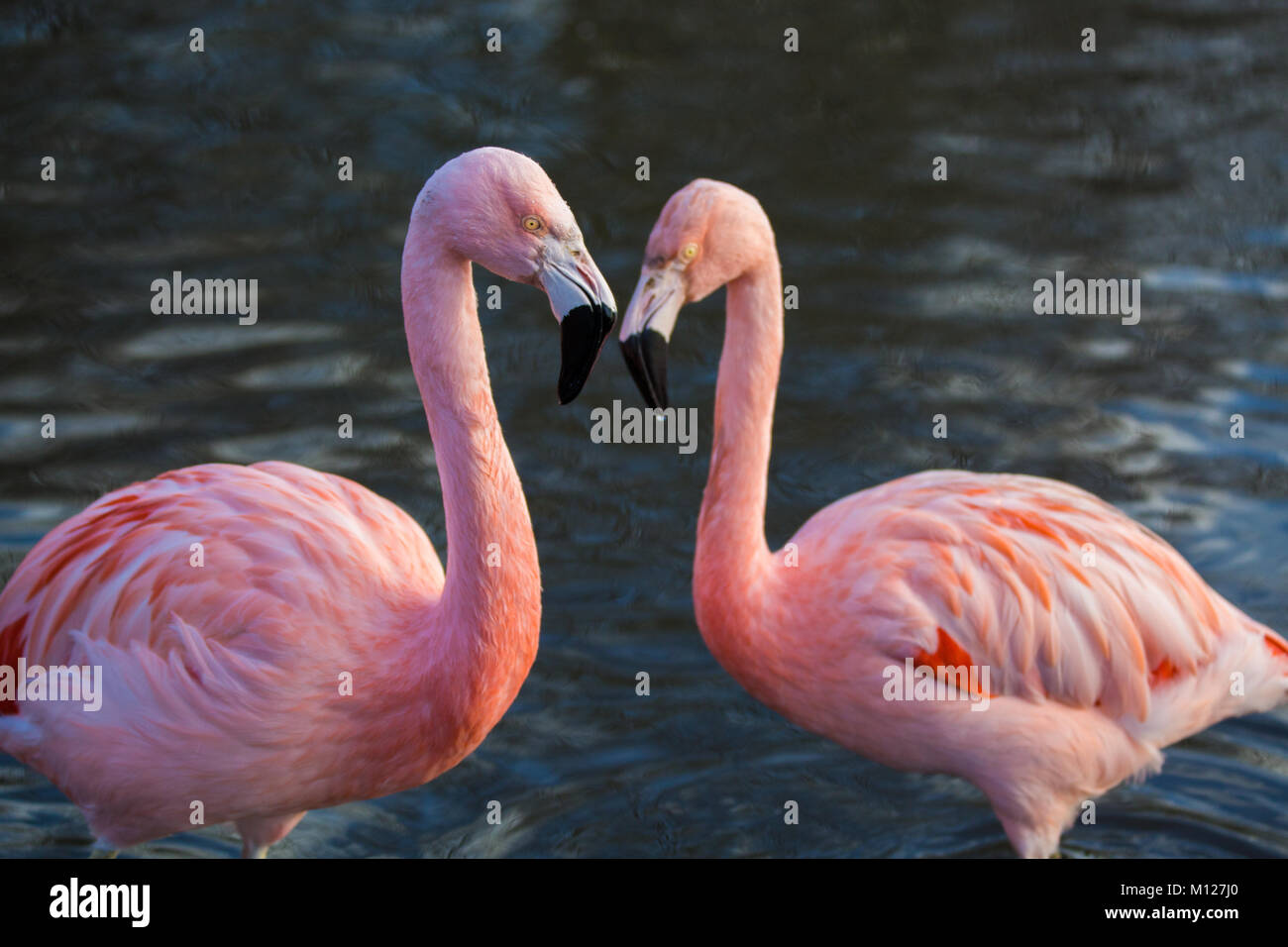 Rosa Flamingo Paar Stockfoto