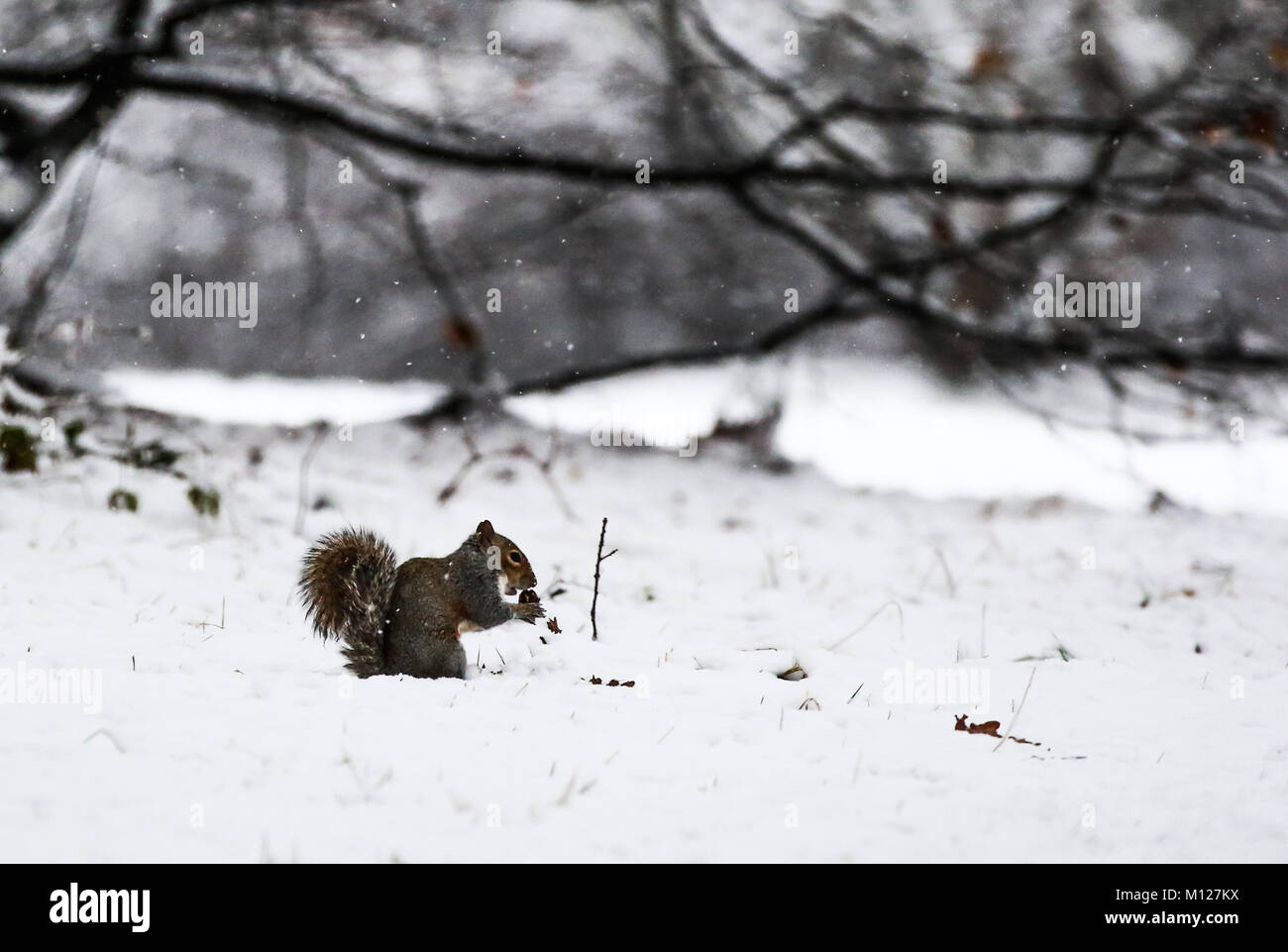 Eichhörnchen Genießen der seltenen Schnee in London Stockfoto
