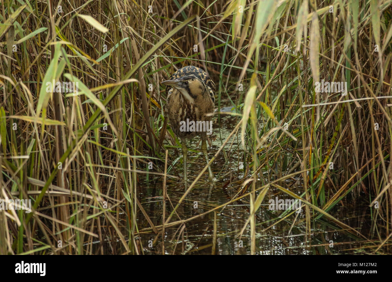 Rohrdommel zu Fuß aus dem Schilf Stockfoto