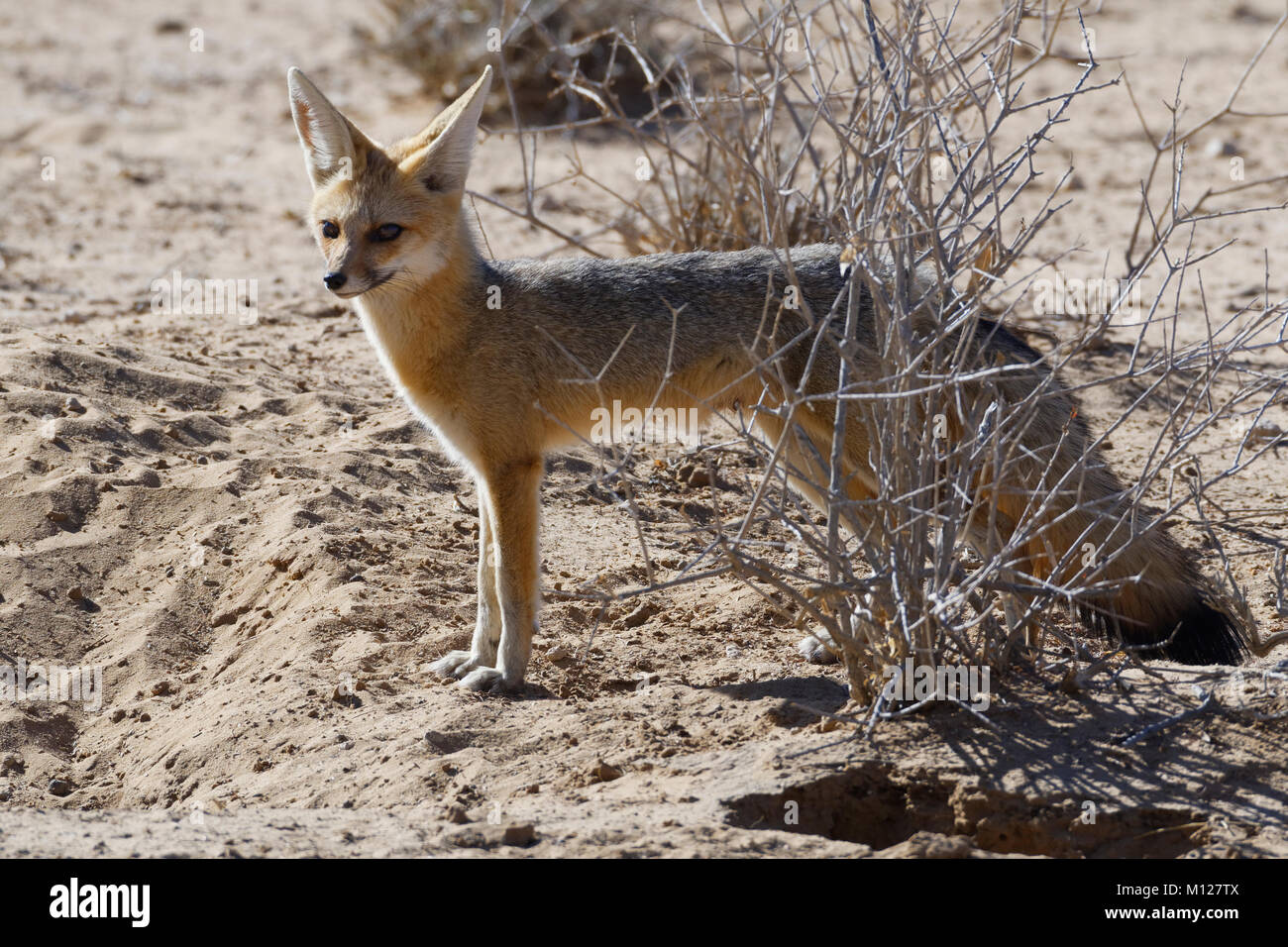 Cape Fox (Vulpes chama), erwachsene Frau stehend, Morgenlicht, Kgalagadi Transfrontier Park, Northern Cape, Südafrika, Afrika Stockfoto