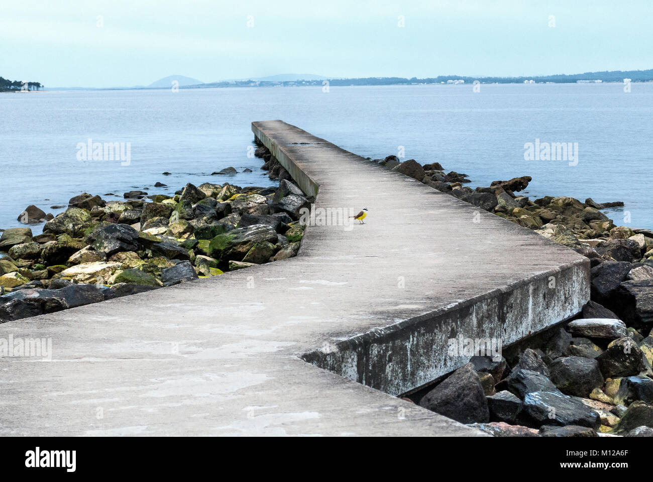 Einsame gelbe Vogel in der Mitte einer Bucht an einem bewölkten Tag. Kiskadee schopftyrann in Punta del Este Stockfoto