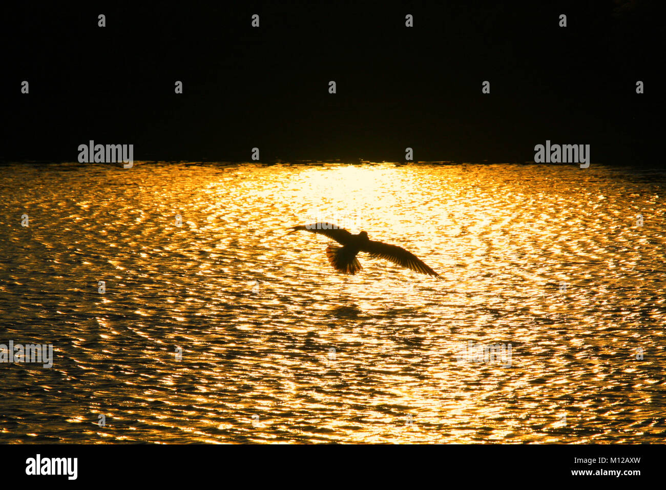 Schöne Möwe Am goldenen See. Stockfoto