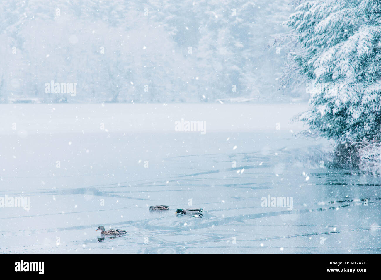 Winterlandschaft von Enten und ein halb zugefrorenen See. Stockfoto