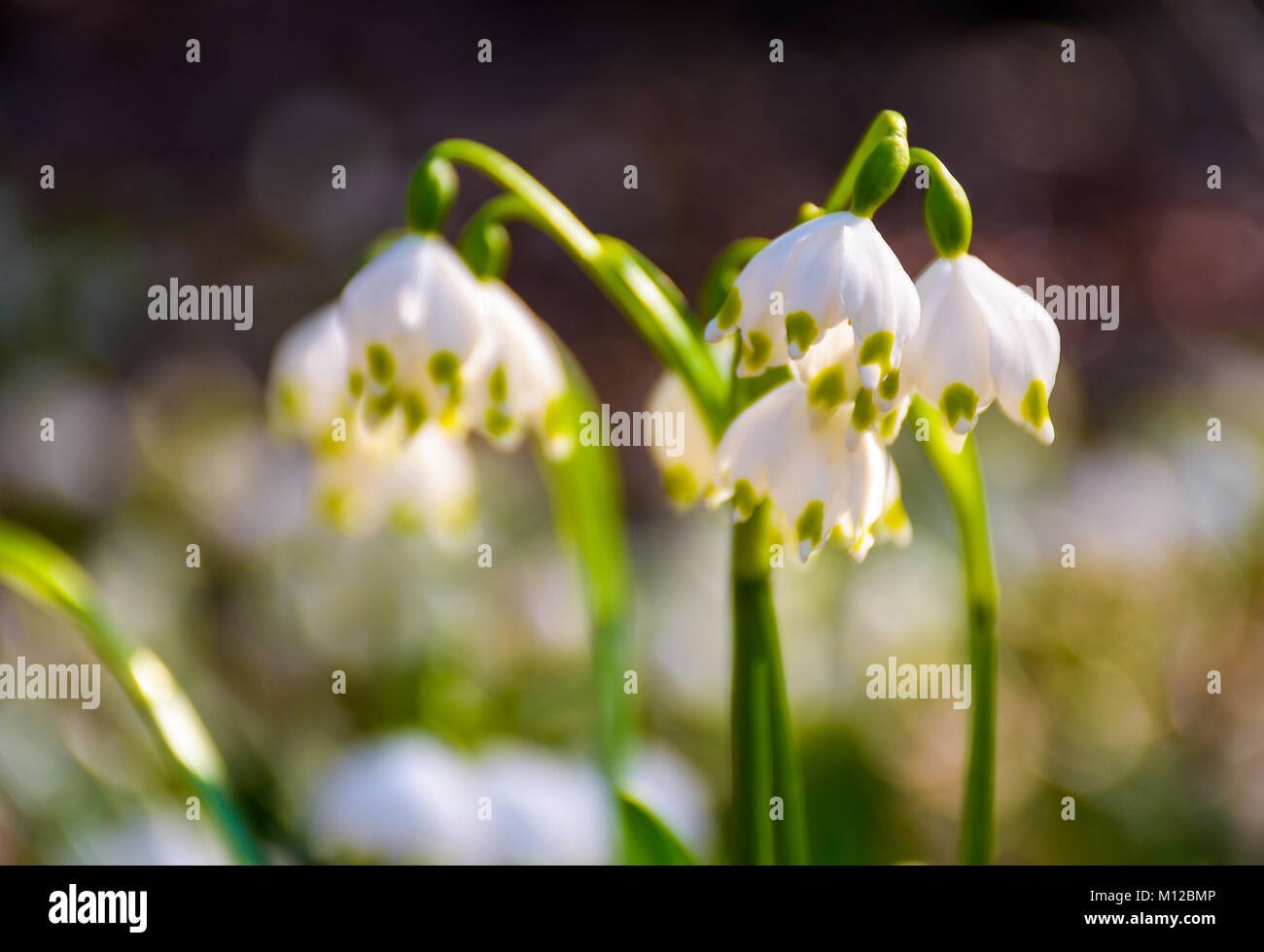 Schönen blühenden Weißen märzenbecher Blumen im Frühling. Schneeflocke auch genannt Sommer Schneeflocke oder Loddon Lilie oder Leucojum vernum auf einem Blur Stockfoto
