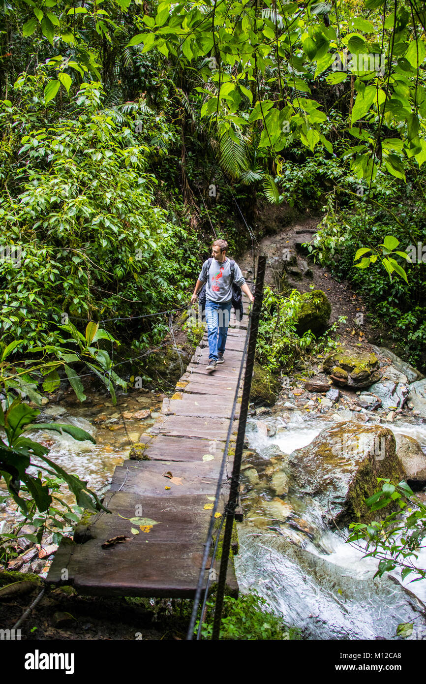 Valle de Cocora Wanderweg, in der Nähe der Salento, Kolumbien, Südamerika Stockfoto
