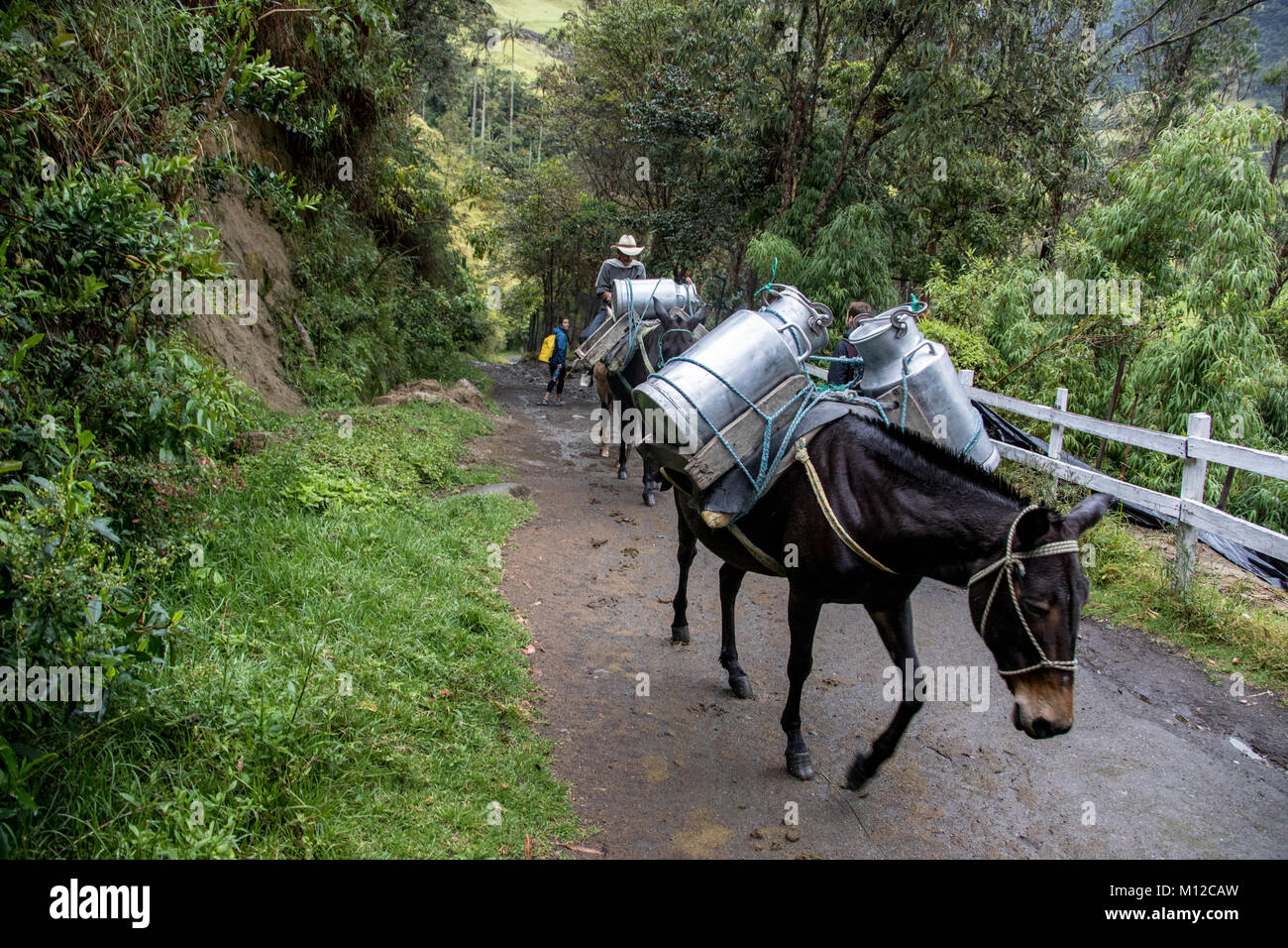 Service Esel, Valle de Cocora Wanderweg, in der Nähe der Salento, Kolumbien, Südamerika Stockfoto