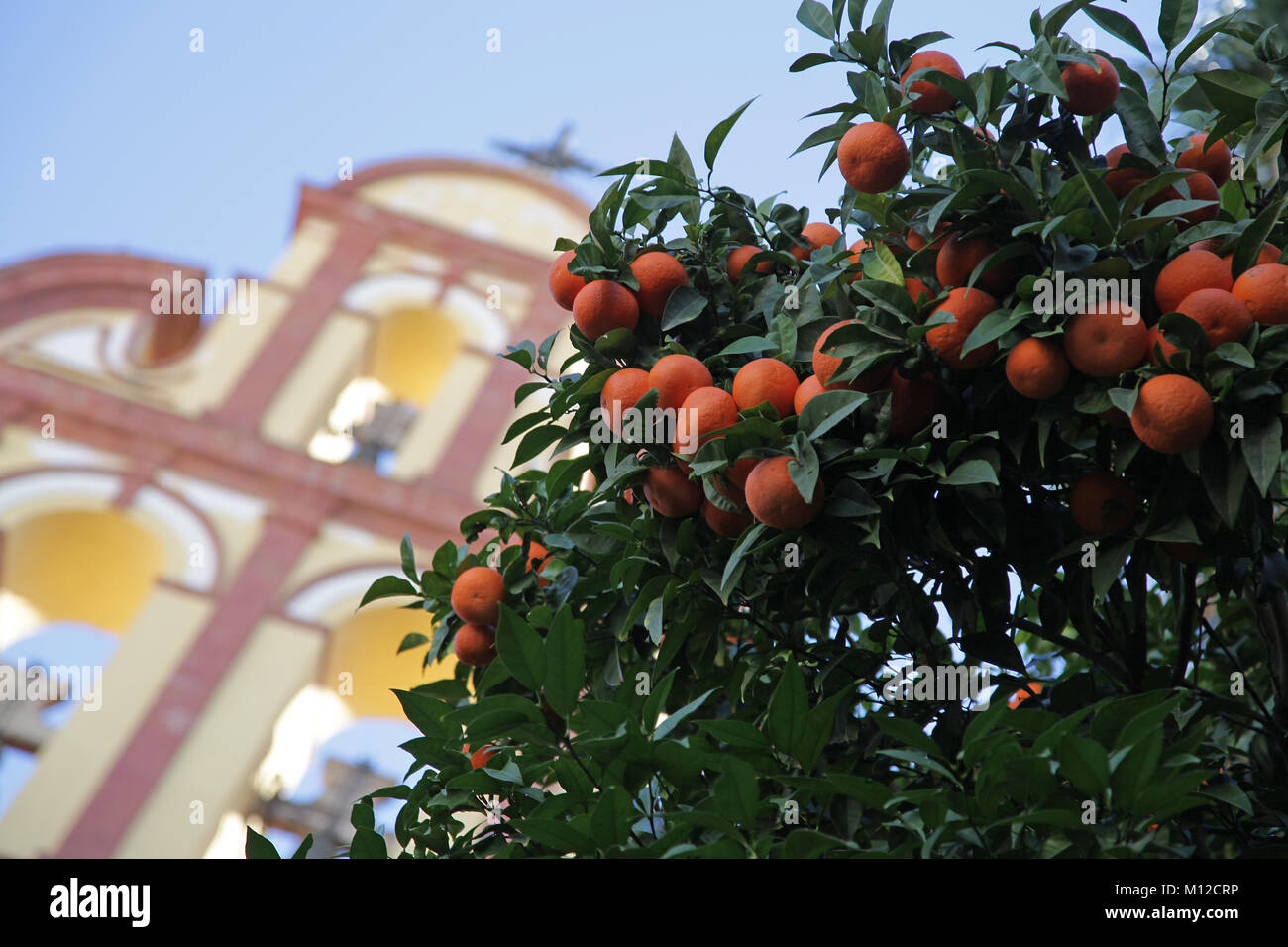 Baum mit Orangen und San Agustín Kirche Malaga Spanien Stockfoto
