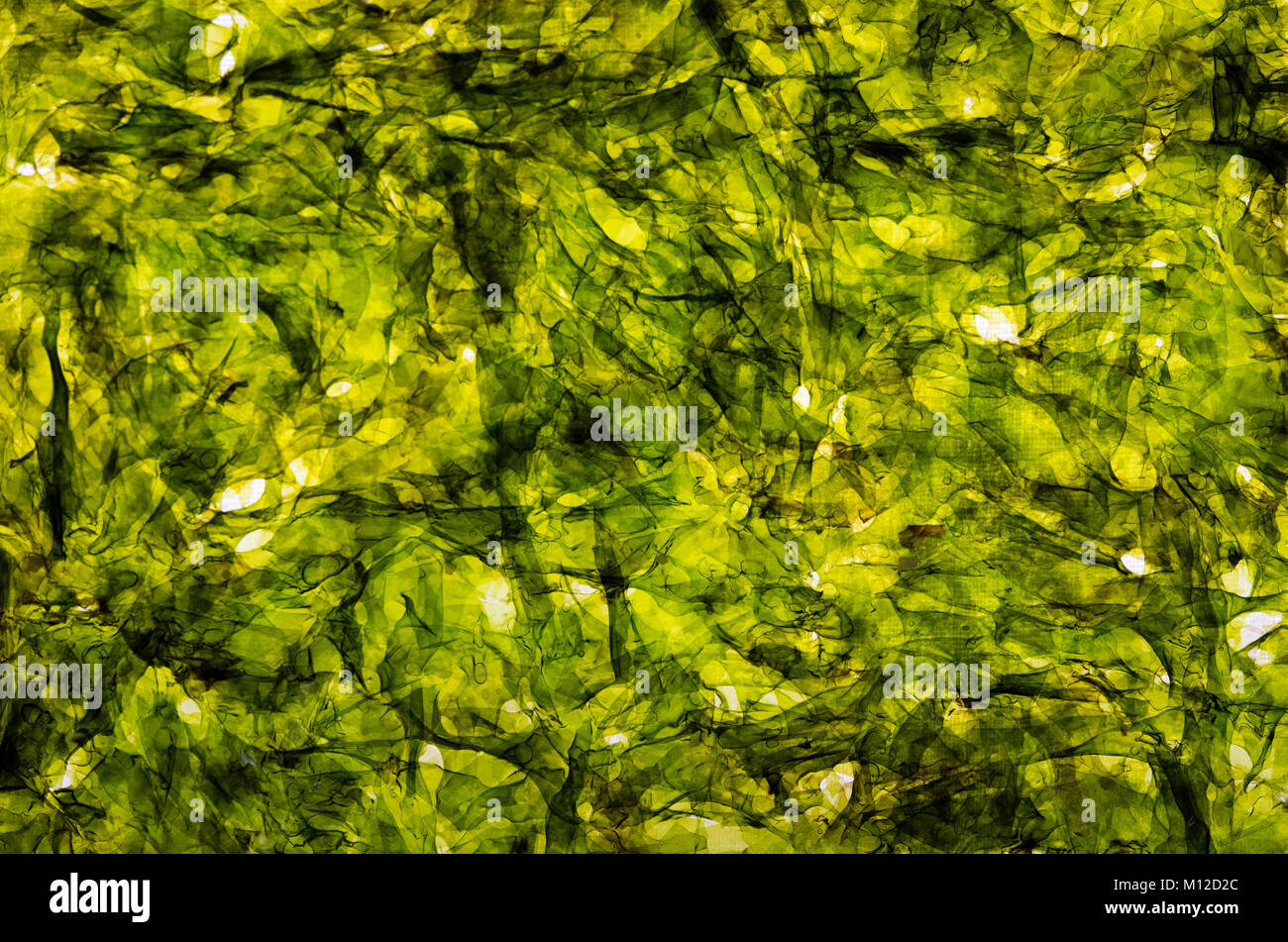Lecker gewürzt und getrocknete Nori Algen grün Snack Stockfoto